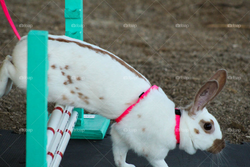 A Rhinelander clears a hurdle during a rabbit hopping event