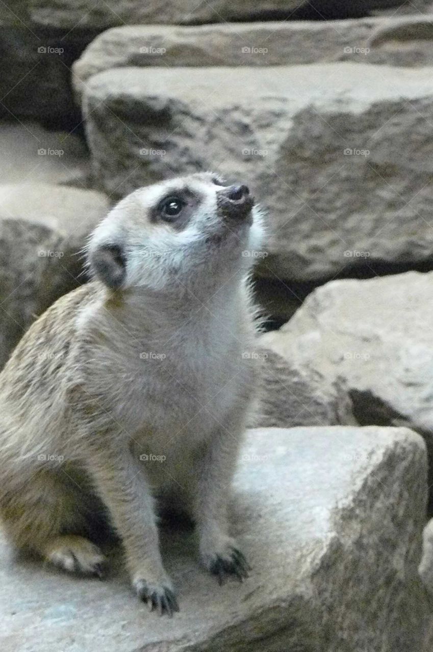 Meerkat