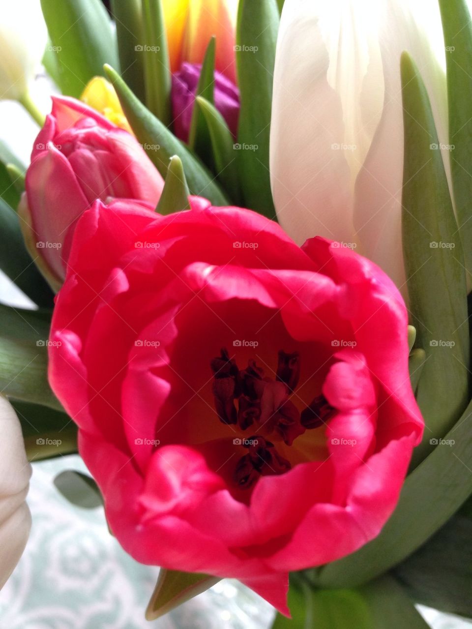 Tulip