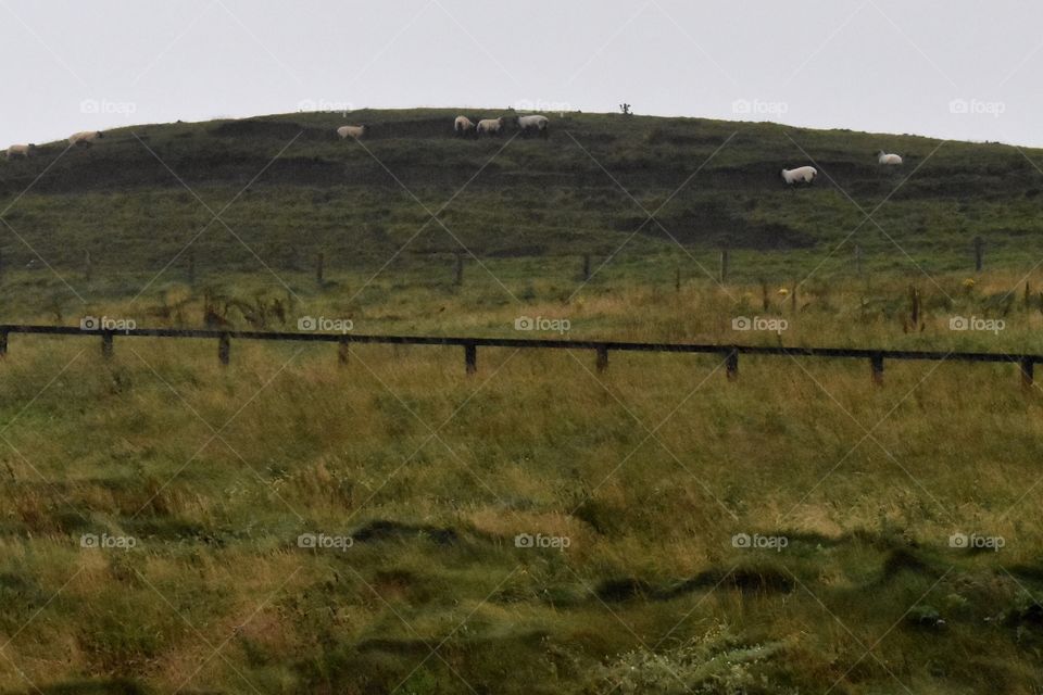 Monet’s Sheep in Ireland