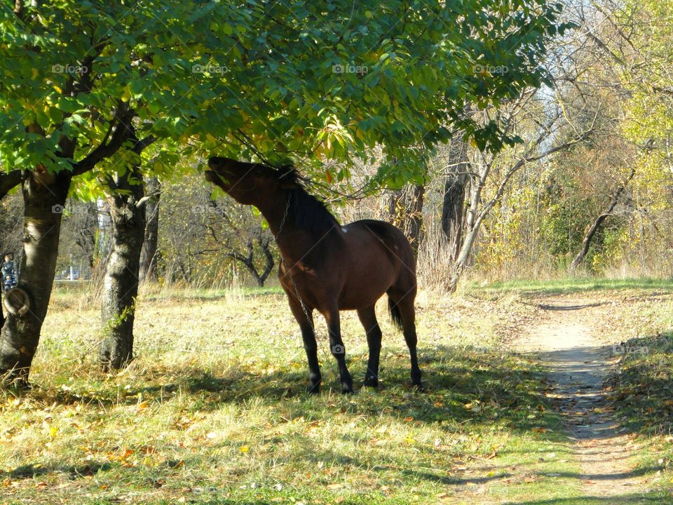 Mammal, Cavalry, Grass, Nature, No Person