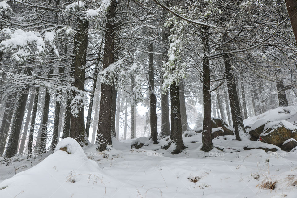 Snow, Winter, Cold, Frost, Wood