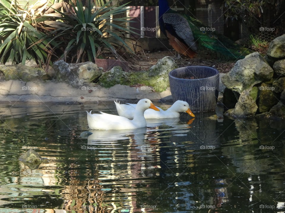 Beautiful duckies