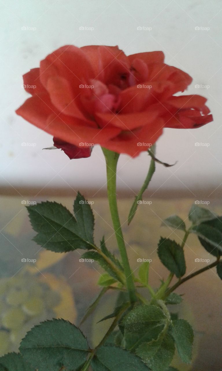 Flower, No Person, Rose, Nature, Leaf