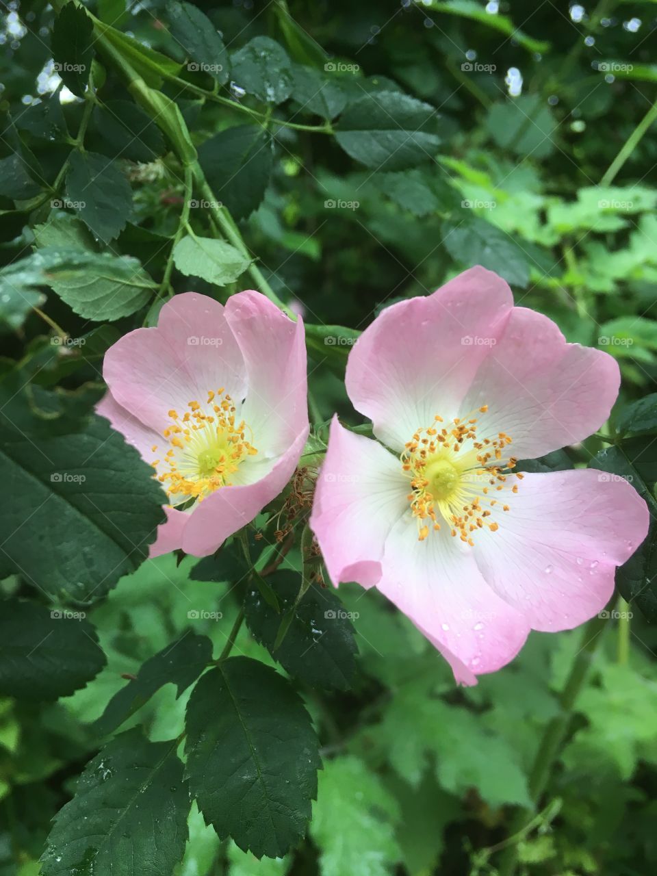 Wild English rose