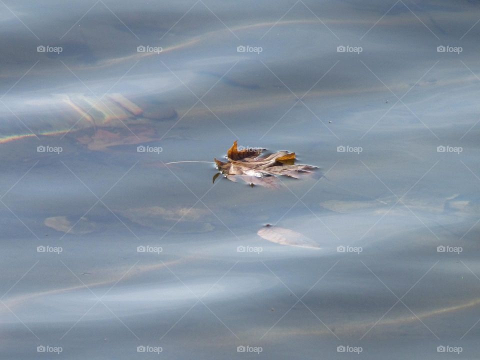 Simple leaf floating on the see through water 
