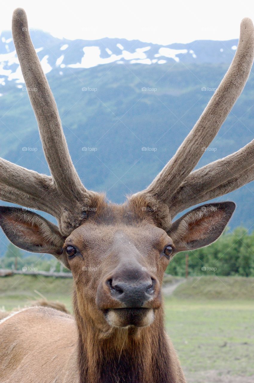 Antlers