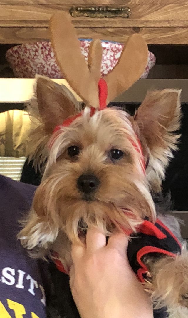 Maisy 