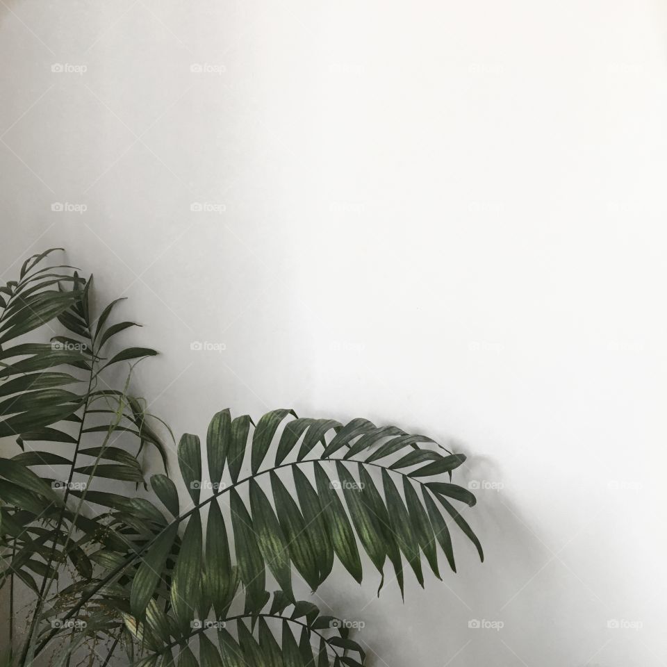 plants are beautiful 🌱