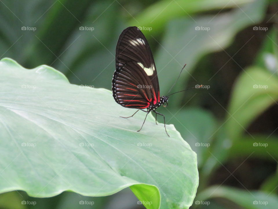 Doris longwing