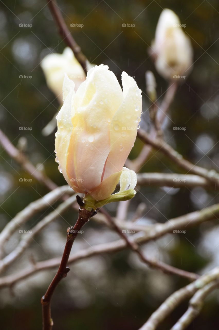 Magnolia flower with raindrop