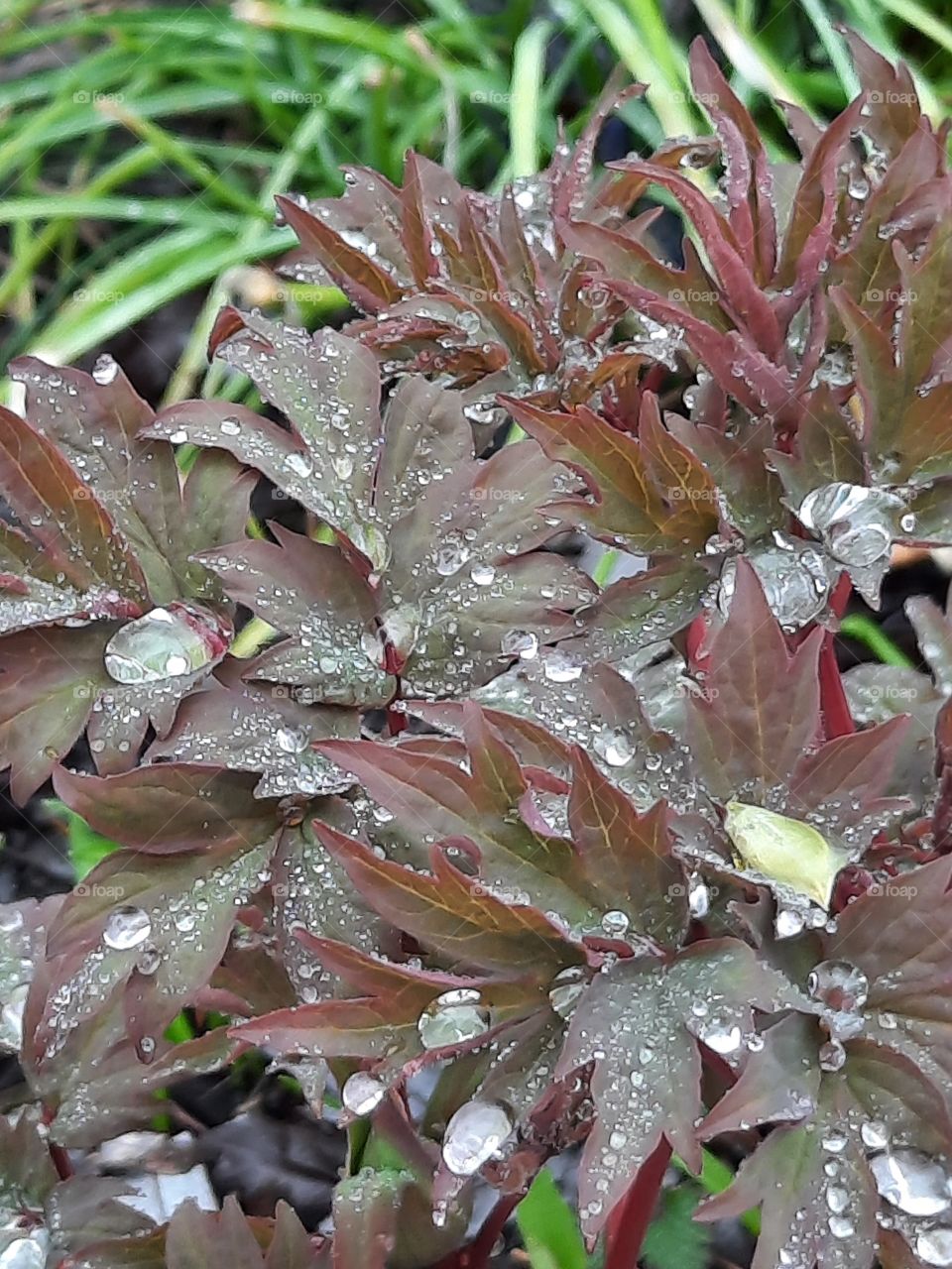 red coloured new shoots of peony during rainy day