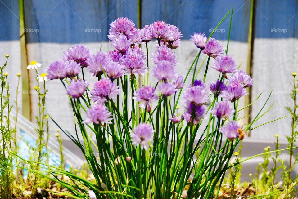 Chive Blossoms 