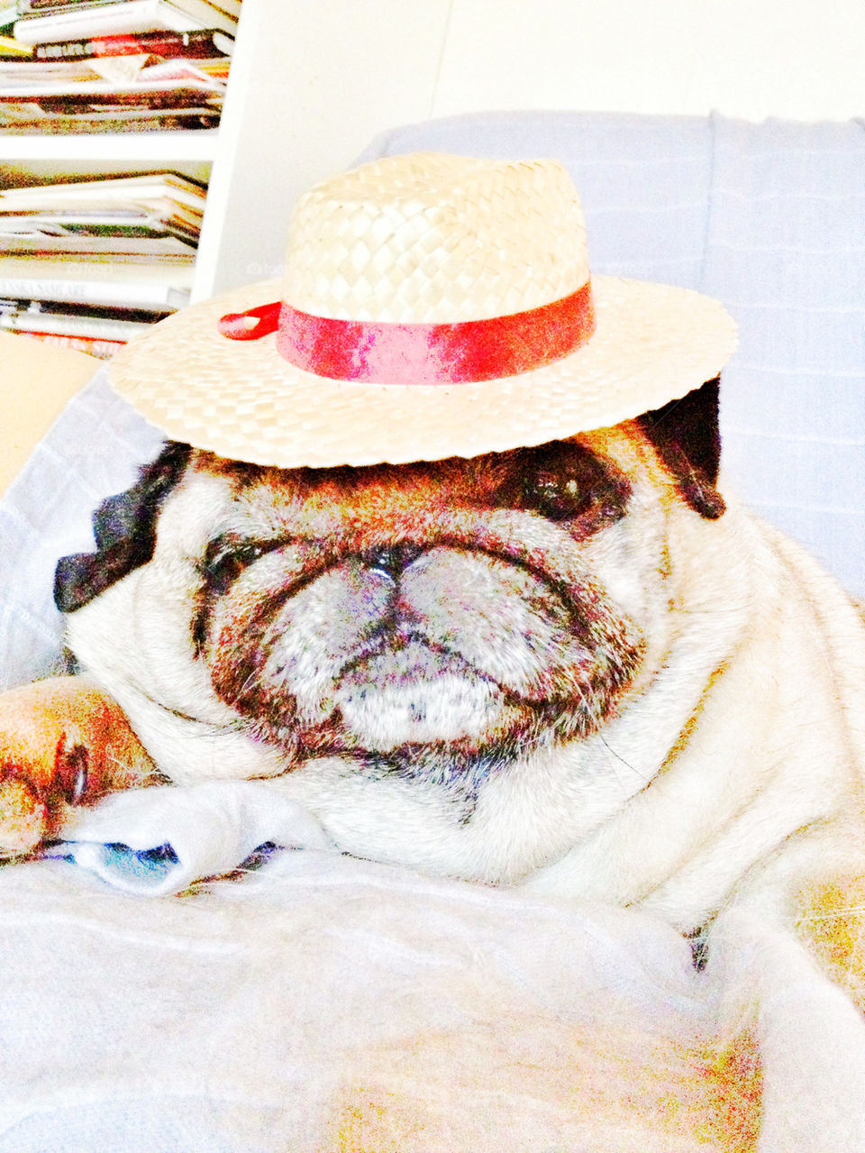  pug in a hat
