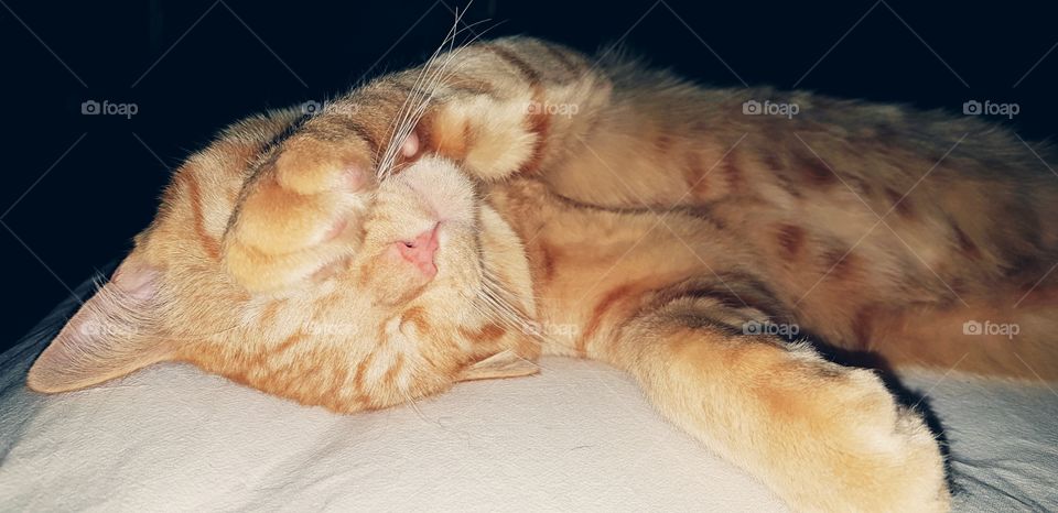 CAT. SLEEP. DON'T WAKE UP.