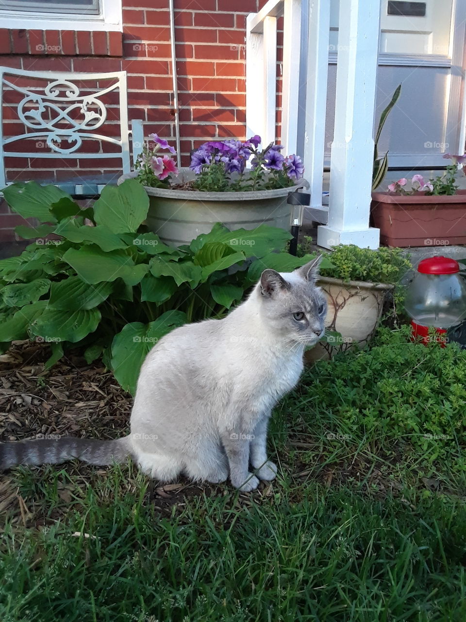 Siamese tabby cat in the garden with hosta