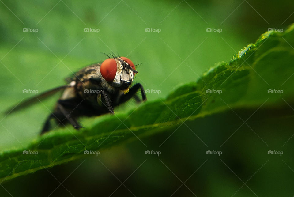 Wildlife photography