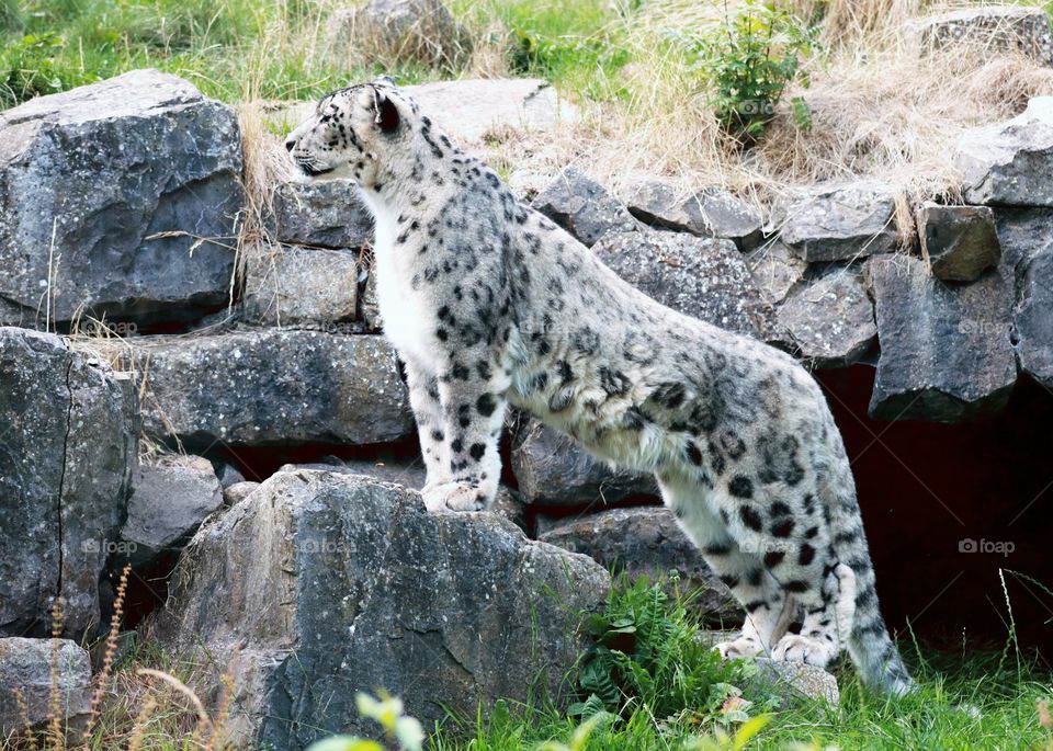 Animal, leopatd snow, cat, predator,