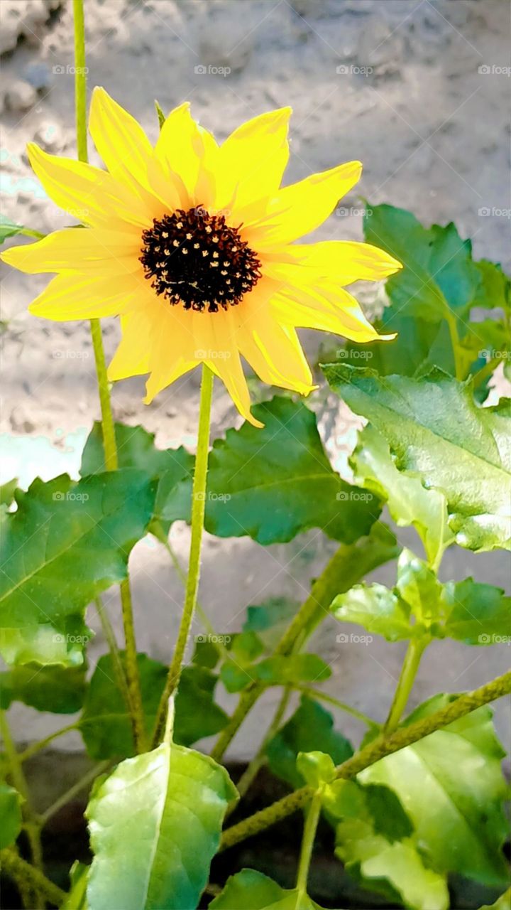 sunflower