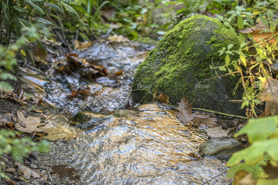 Close Up Of A Small Stream
