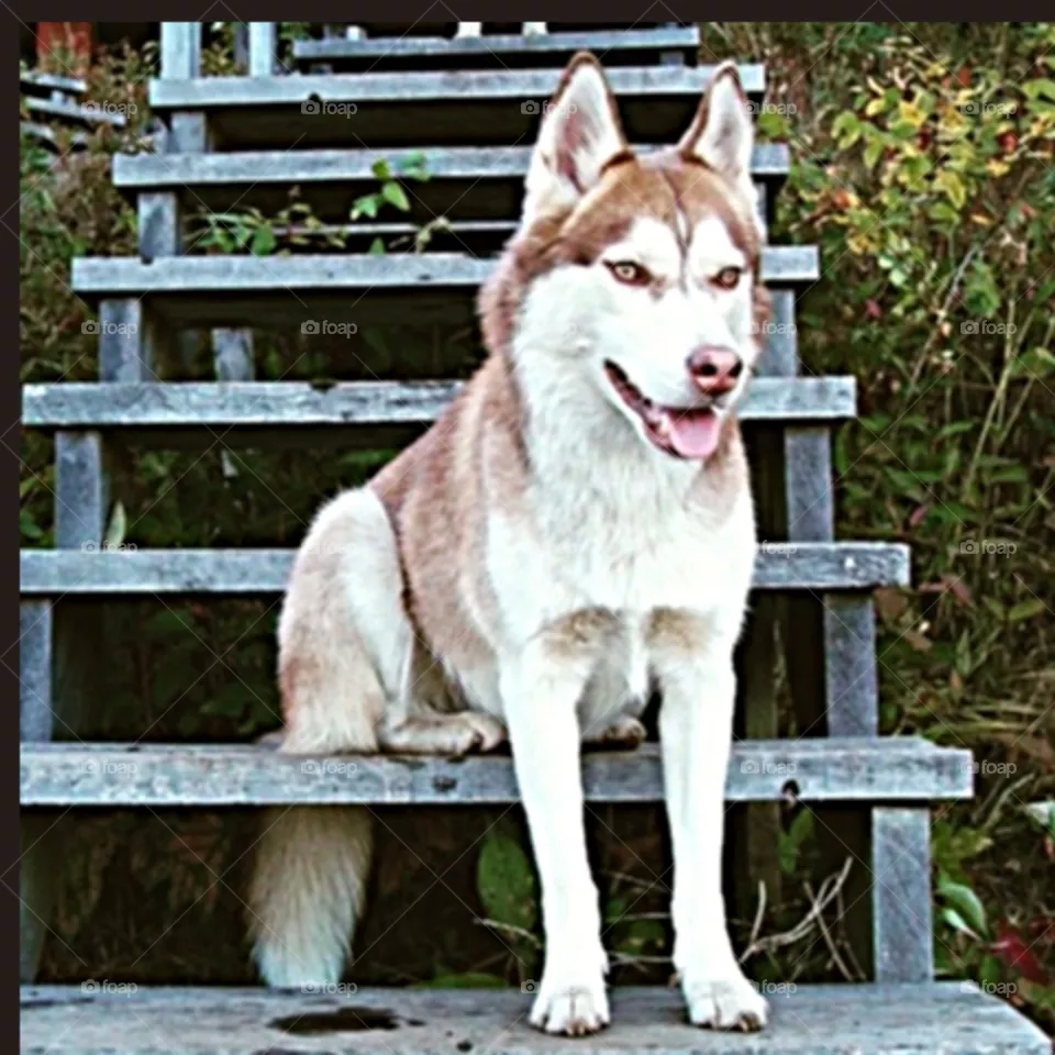 smart pooch