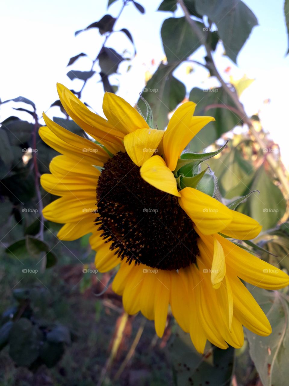 sunflower