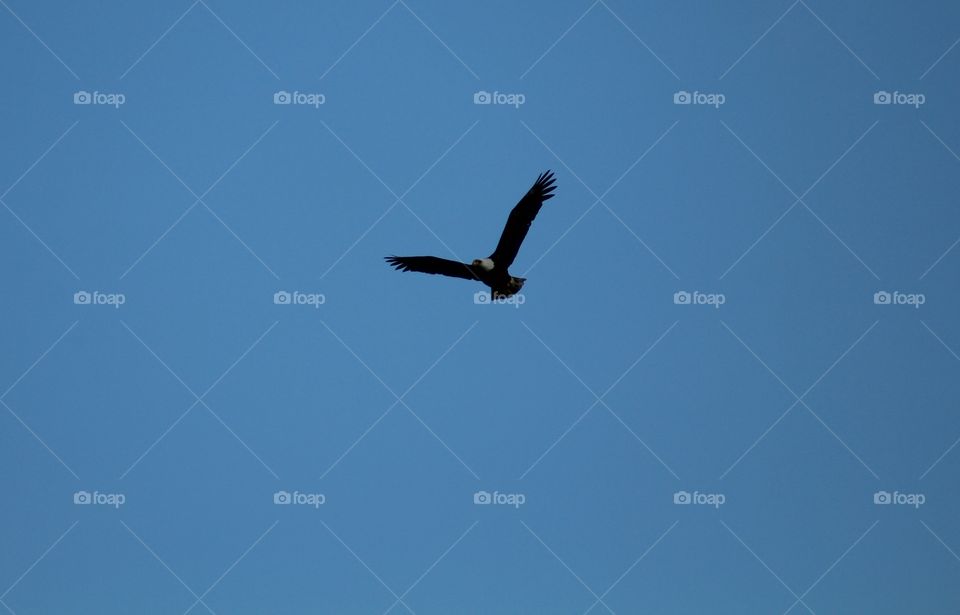 Eagle soaring high in Pennsylvania sky 