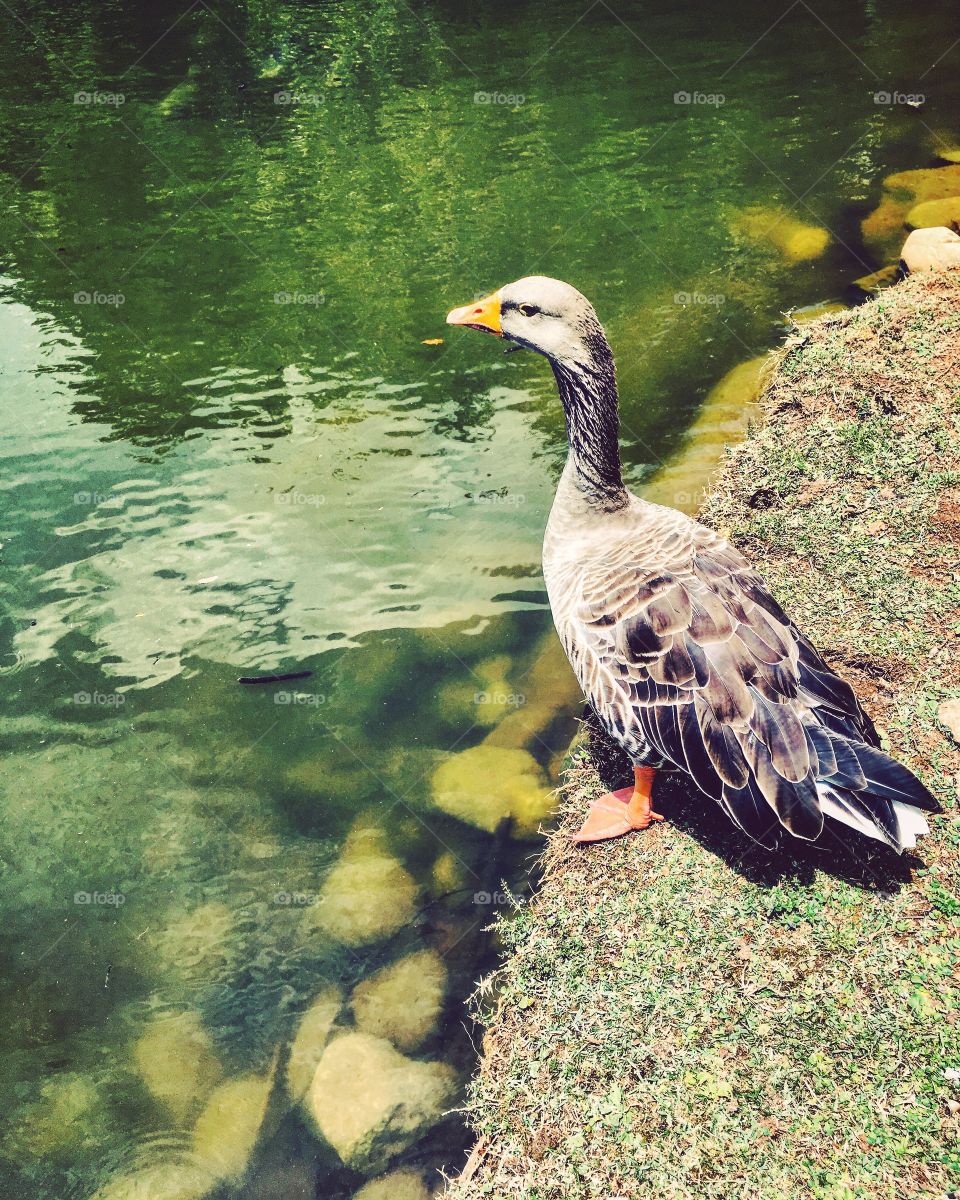 A duckling decided to walk with us in the park.  Nature is generous to us ... / Um patinho resolveu passear conosco no parque. A natureza é generosa conosco...