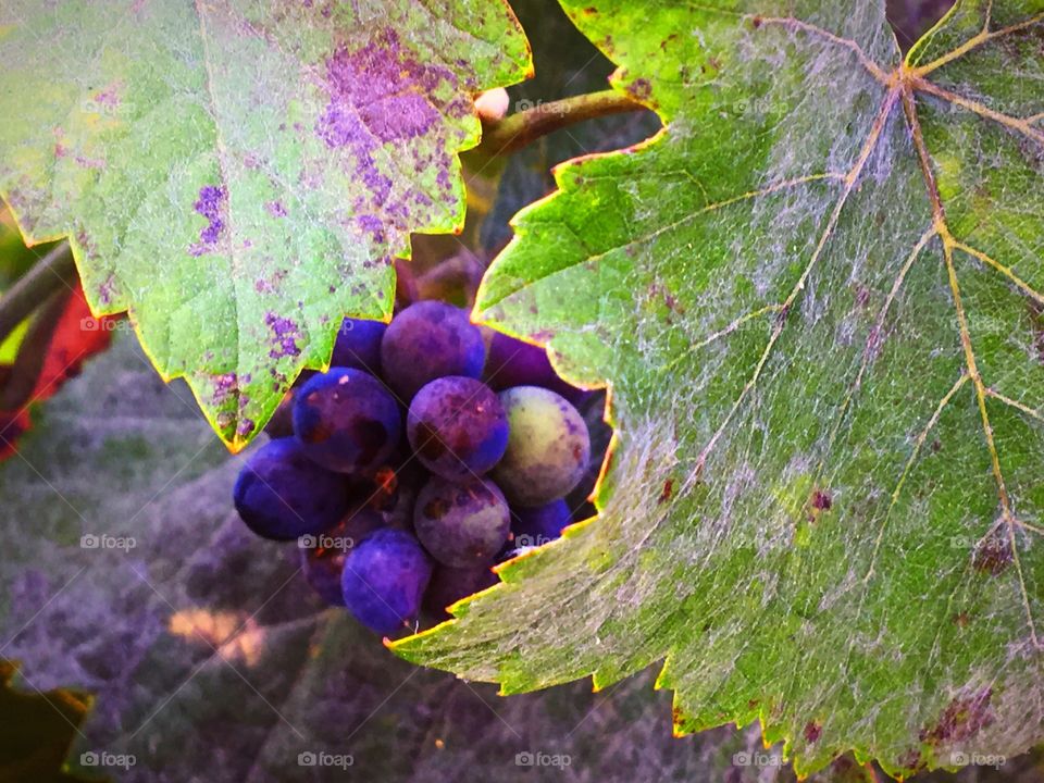 Grapes 