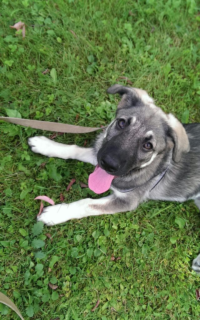 Cute puppy Arsa