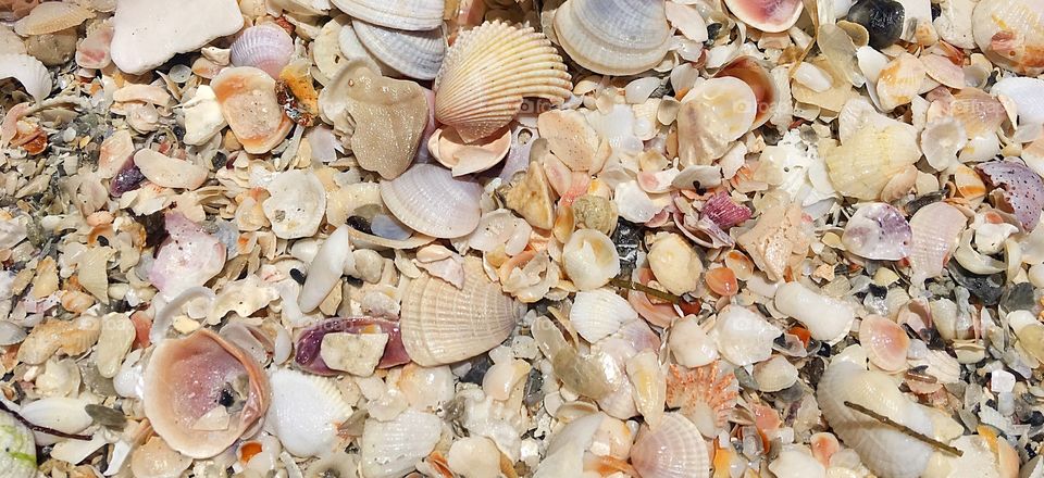 Seashells 