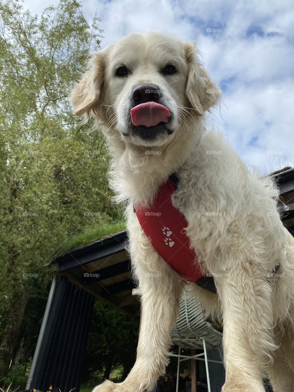 Golden retriever dog tongue out 