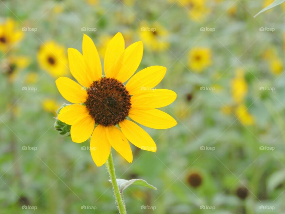 SUNFLOWER IN SPRING