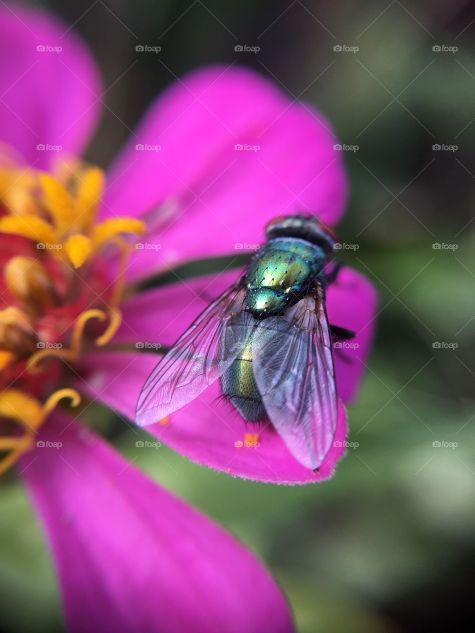 Scintillating fly