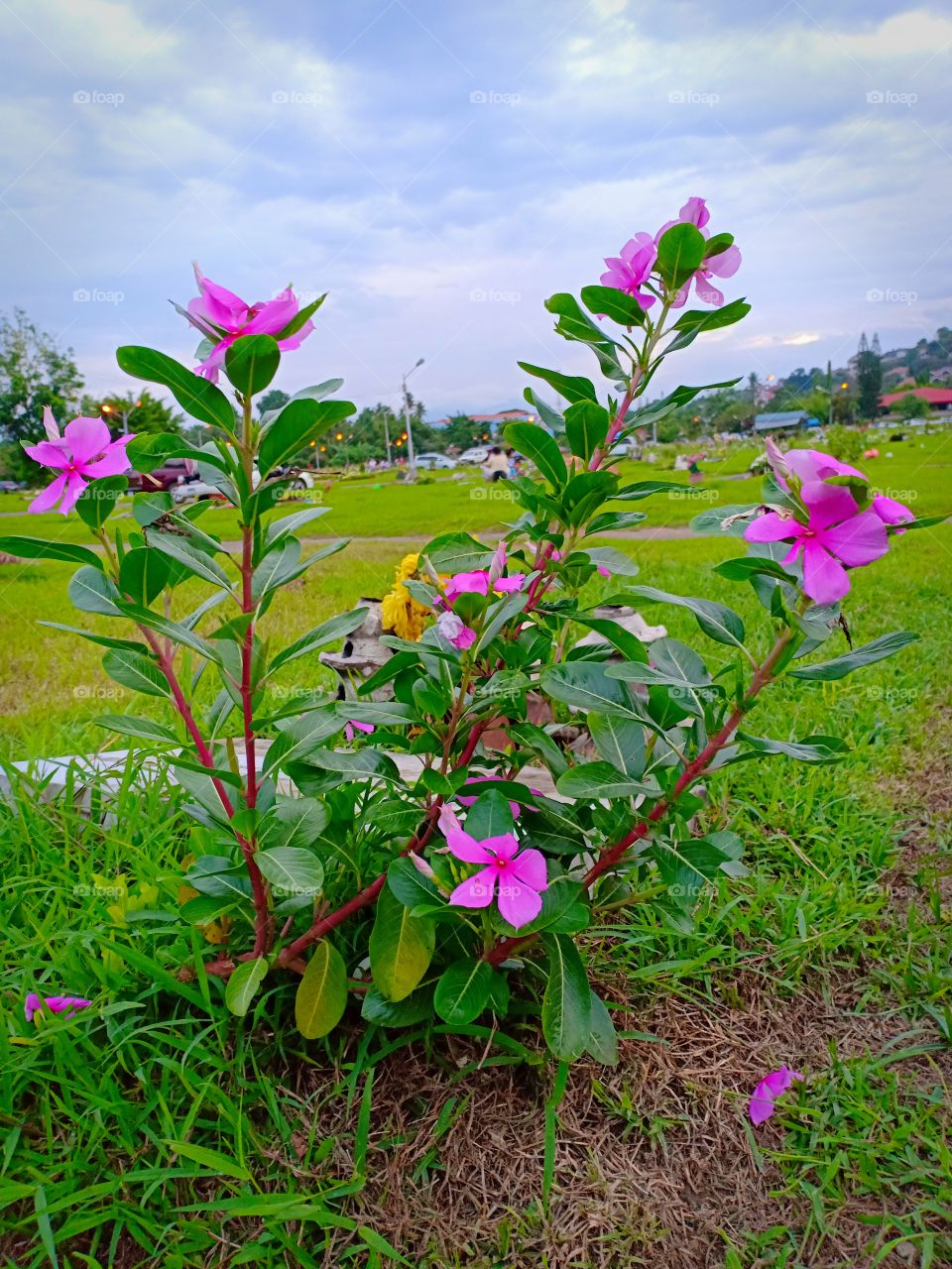 Pretty Flower