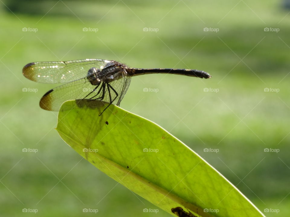 Dragonfly