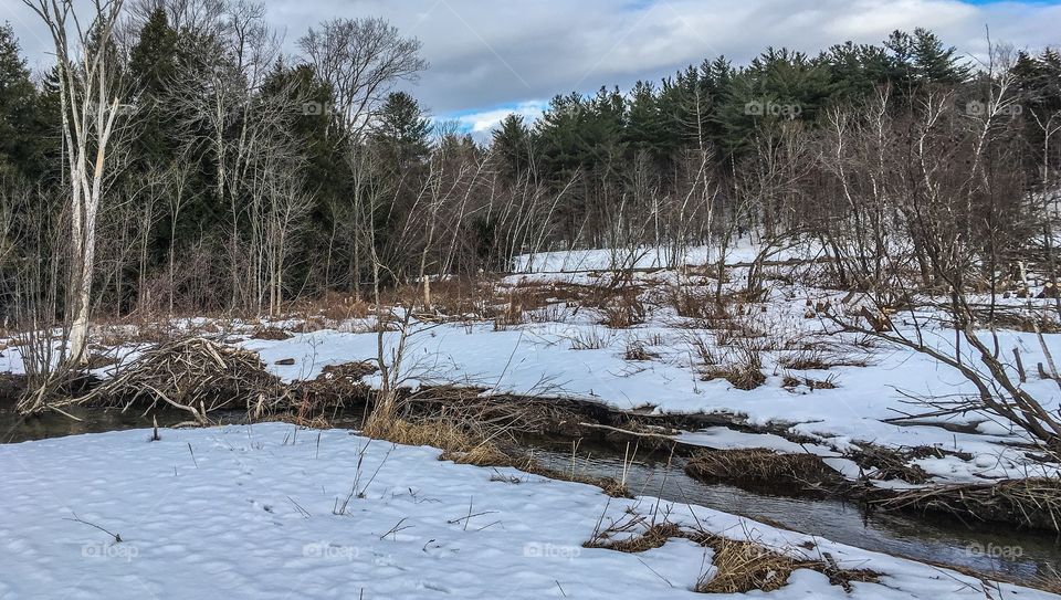 Beaver dam with all the surrounding damage that they do in building said dam.  This is up in rural Vermont at the end of March. 