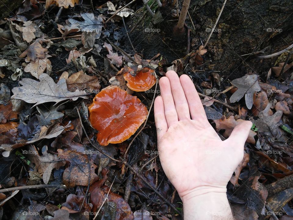 #Autumn in Ukraine #hunting for mushrooms #honey agaric
