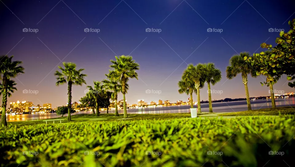 Palm trees long exposures in Florida 