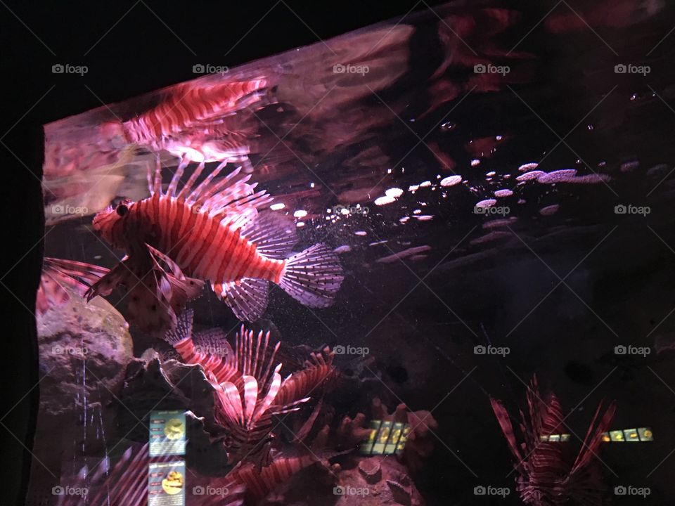 No Person, Festival, Light, Music, Aquarium