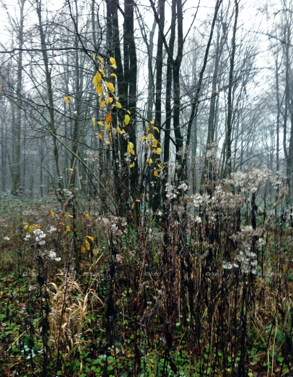 flower wood trees cold by elektroseb