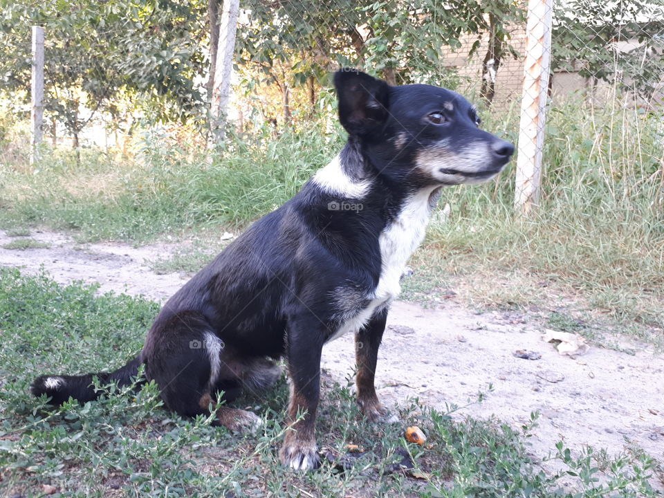 Little black dog sitting sad