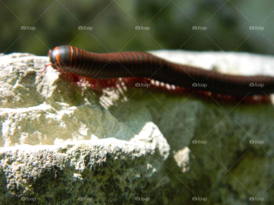millipede