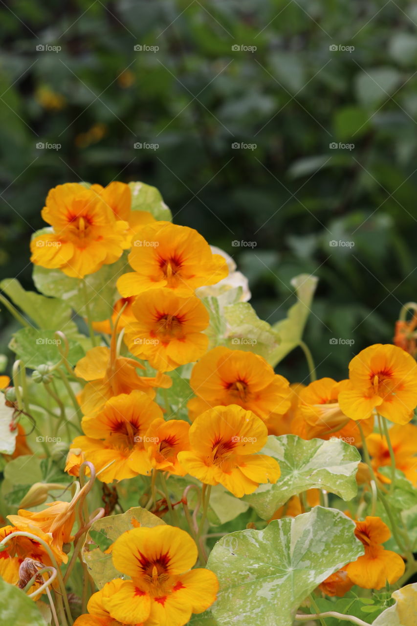 Orange nasturtium bush