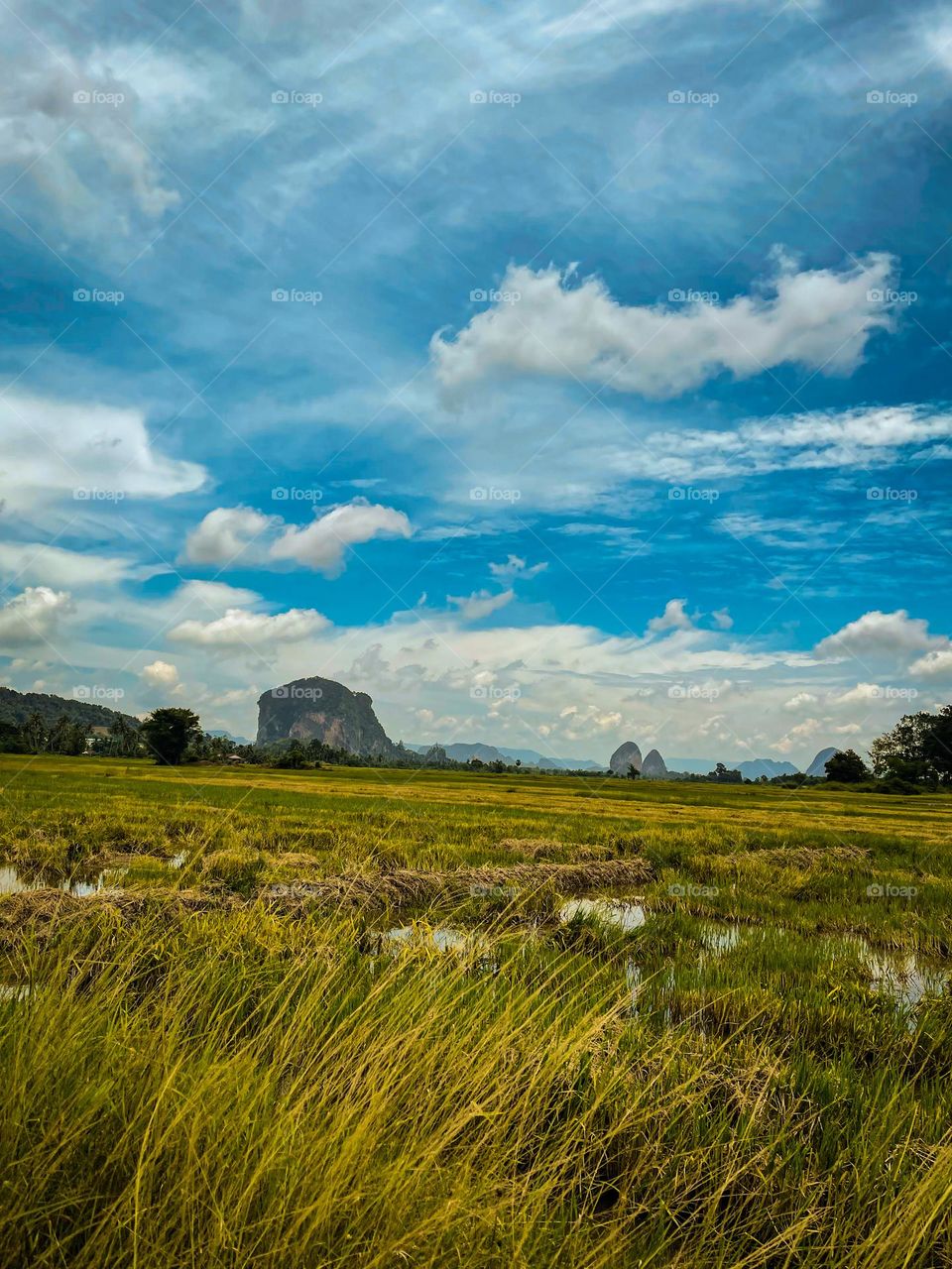 A panoramic view of a paddy field harvested with blue sky.