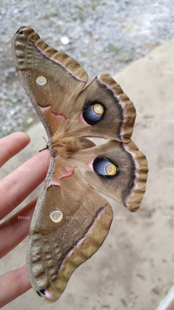 Giant light brown moth with pink and dark red stripes and big black, blue, yellow, and silver spots resting on a young woman's finger.
