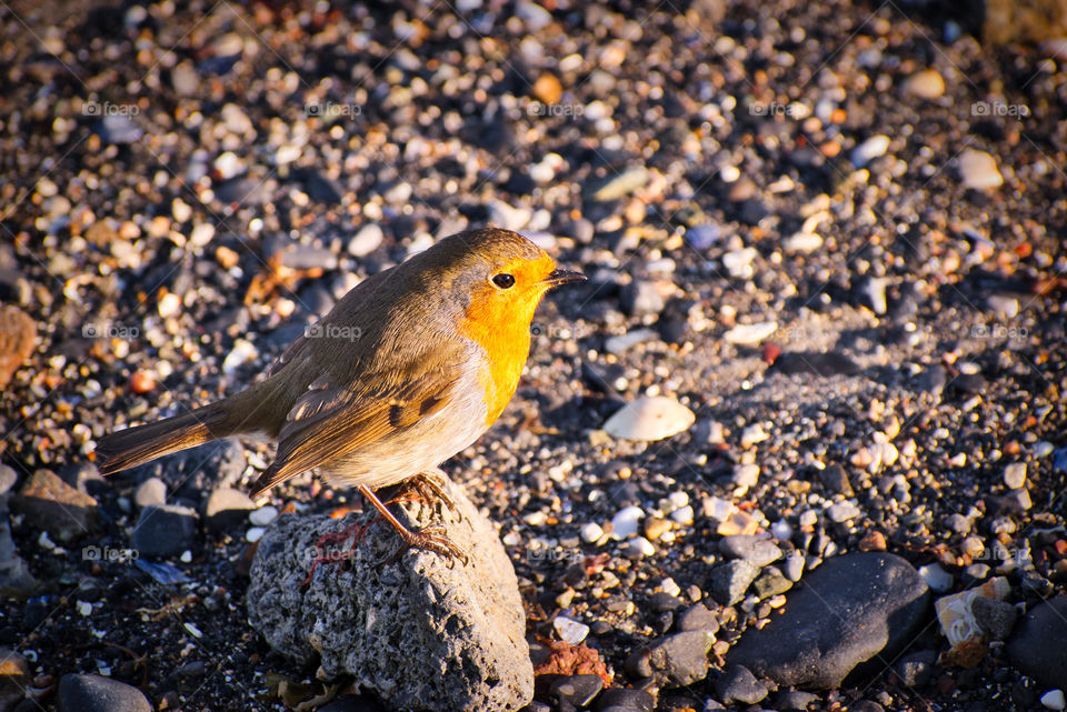 Small orange bird