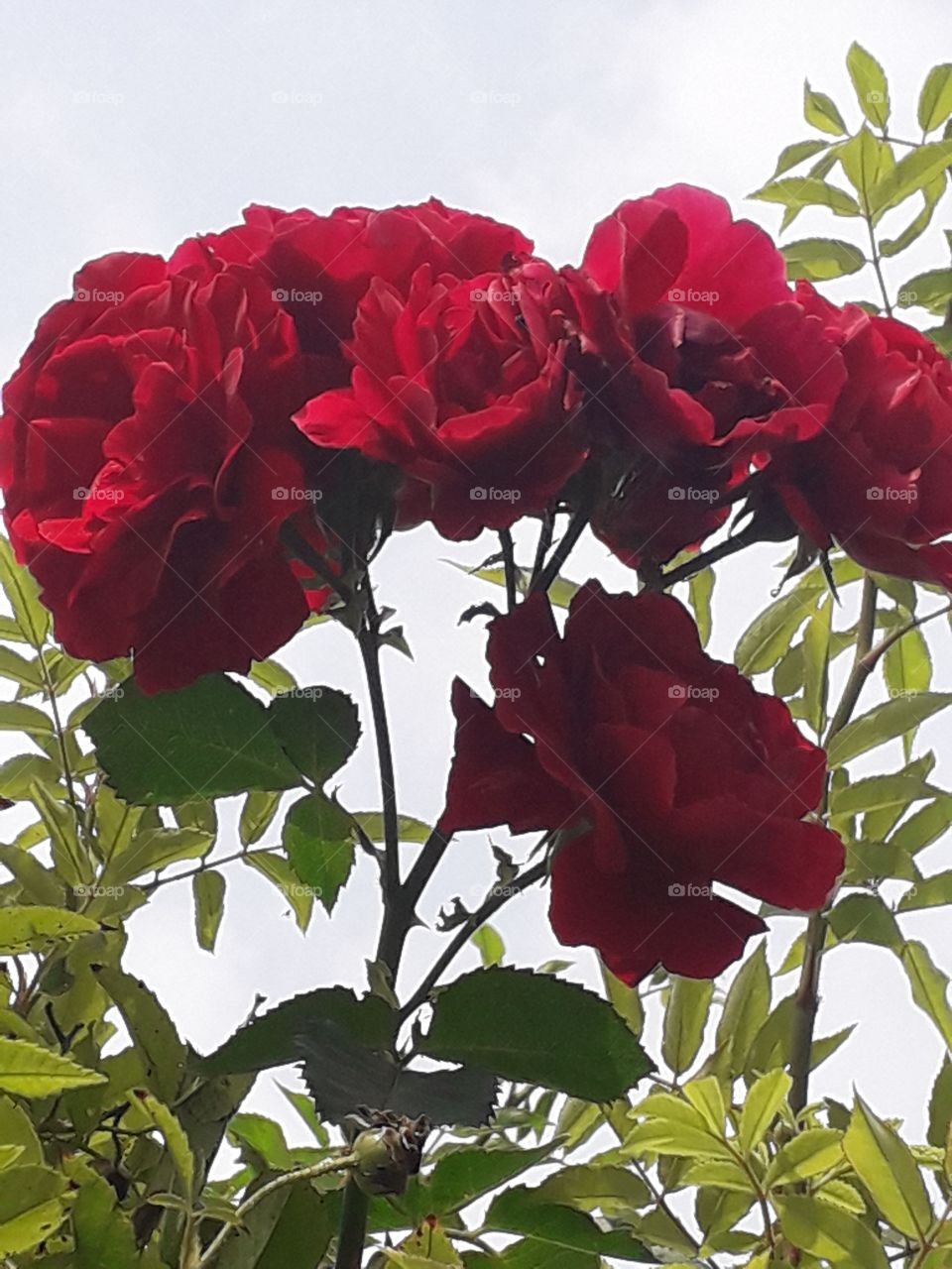 red roses