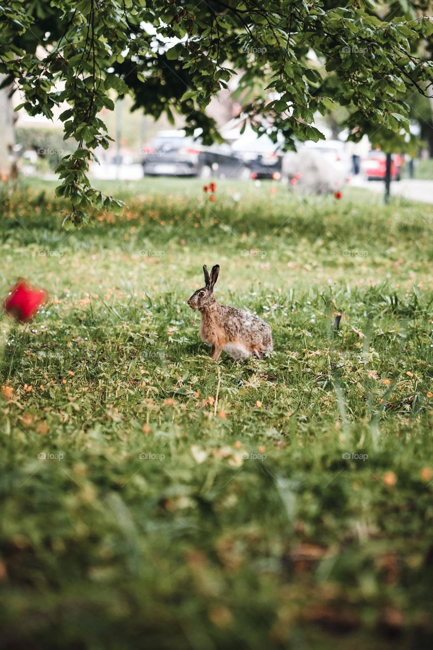 A wild bunny in grass