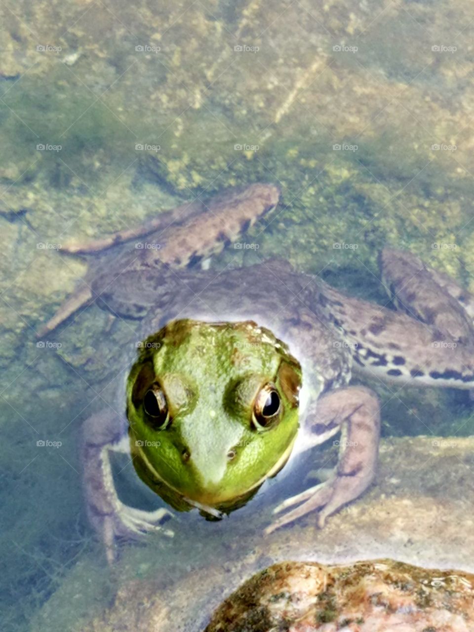 High angle view of a frog